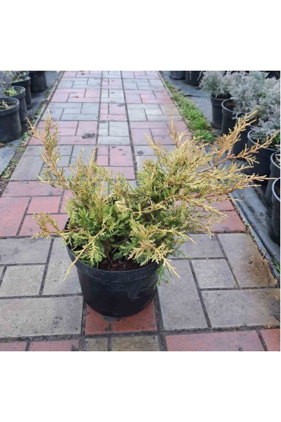 Можжевевельник средний Кинг оф Спринг - 3л/вис.15-25см/Ø30-40см